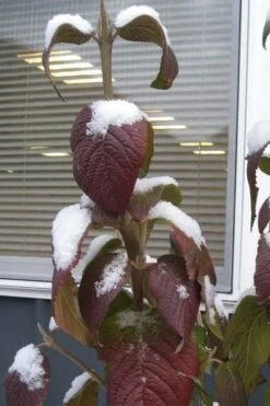 Red Balloon Viburnum - 3 Gallon Pot -Wilson Bros Gardens viburnum rhytidophylloides red balloon 4