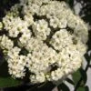 Willowwood Viburnum - 3 Gallon Pot -Wilson Bros Gardens viburnum rhytidophylloides willowwood 1