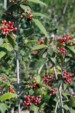 Willowwood Viburnum - 3 Gallon Pot -Wilson Bros Gardens viburnum rhytidophylloides willowwood 5