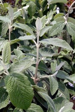 Willowwood Viburnum - 3 Gallon Pot -Wilson Bros Gardens viburnum rhytidophylloides willowwood 6