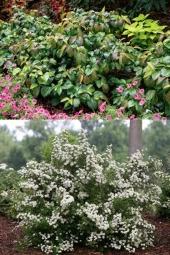 Shiny Dancer Viburnum - 2 Gallon Pot 12 Shiny Dancer Viburnum - 2 Gallon Pot -Wilson Bros Gardens viburnum shiny dancer 22