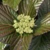 Shiny Dancer Viburnum - 2 Gallon Pot -Wilson Bros Gardens viburnum shiny dancer 25