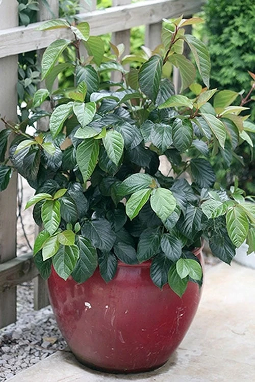 Shiny Dancer Viburnum - 2 Gallon Pot 7 Shiny Dancer Viburnum - 2 Gallon Pot - Image 5
