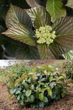Shiny Dancer Viburnum - 2 Gallon Pot 14 Shiny Dancer Viburnum - 2 Gallon Pot -Wilson Bros Gardens viburnum shiny dancer 27