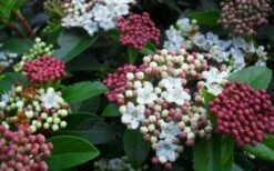 Spring Bouquet Viburnum - 1 Gallon Pot -Wilson Bros Gardens viburnum spring bouquet 800x500 3