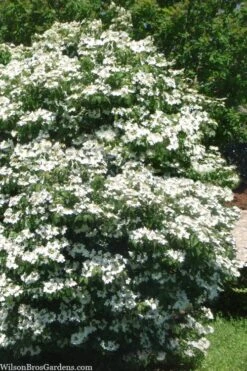 Summer Snowflake Viburnum - 1 Gallon Pot 13 Summer Snowflake Viburnum - 1 Gallon Pot -Wilson Bros Gardens viburnum summer snowflake 102