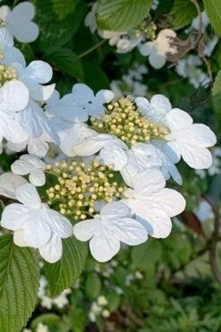 Summer Snowflake Viburnum - 1 Gallon Pot 14 Summer Snowflake Viburnum - 1 Gallon Pot -Wilson Bros Gardens viburnum summer snowflake 103