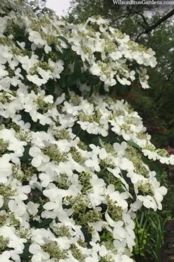 Summer Snowflake Viburnum - 1 Gallon Pot 16 Summer Snowflake Viburnum - 1 Gallon Pot -Wilson Bros Gardens viburnum summer snowflake 105