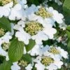 Summer Snowflake Viburnum - 1 Gallon Pot -Wilson Bros Gardens viburnum summer snowflake 106