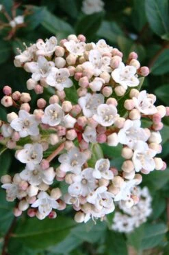 Spring Bouquet Viburnum - 1 Gallon Pot -Wilson Bros Gardens viburnum tinus spring bouquet 1 2