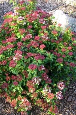 Spring Bouquet Viburnum - 3 Gallon Pot -Wilson Bros Gardens viburnum tinus spring bouquet 2