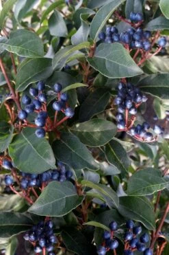 Spring Bouquet Viburnum - 6 Pack Of 1 Gallon Pots -Wilson Bros Gardens viburnum tinus spring bouquet 5 1