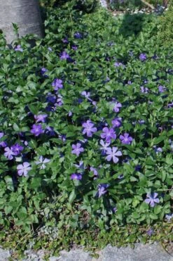 Bigleaf Periwinkle (Vinca Major) - 10 Pack Of Pint Pots -Wilson Bros Gardens vinca major bigleaf periwinkle 10 1