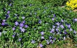 Bigleaf Periwinkle (Vinca Major) - 10 Pack Of Pint Pots -Wilson Bros Gardens vinca major bigleaf periwinkle 11 1