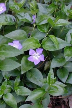 Bigleaf Periwinkle (Vinca Major) - 6 Pack Of Pint Pots -Wilson Bros Gardens vinca major bigleaf periwinkle 12