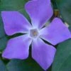 Bigleaf Periwinkle (Vinca Major) - 6 Pack Of Pint Pots -Wilson Bros Gardens vinca major bigleaf periwinkle 13