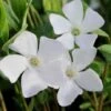 White Evergreen Periwinkle (Vinca Minor 'Alba') - 5 Pack Of Pint Pots -Wilson Bros Gardens vinca minor alba white evergreen periwinkle 5