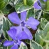 Ralph Shugert Variegated Periwinkle - Vinca Minor - 5 Pack Of Pint Pots -Wilson Bros Gardens vinca minor ralph shugert variegated evergreen periwinkle 1