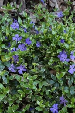 Ralph Shugert Variegated Periwinkle - Vinca Minor - 5 Pack Of Pint Pots 16 Ralph Shugert Variegated Periwinkle - Vinca Minor - 5 Pack Of Pint Pots -Wilson Bros Gardens vinca minor ralph shugert variegated evergreen periwinkle 4
