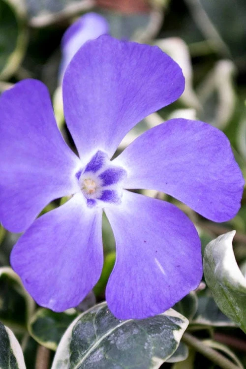 Ralph Shugert Variegated Periwinkle - Vinca Minor - 5 Pack Of Pint Pots 7 Ralph Shugert Variegated Periwinkle - Vinca Minor - 5 Pack Of Pint Pots - Image 5