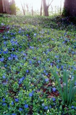 Ralph Shugert Variegated Periwinkle - Vinca Minor - 5 Pack Of Pint Pots 13 Ralph Shugert Variegated Periwinkle - Vinca Minor - 5 Pack Of Pint Pots -Wilson Bros Gardens vinca minor ralph shugert variegated evergreen periwinkle 7