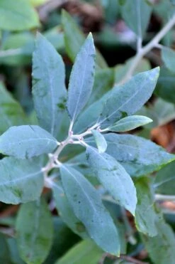 Woodlanders Blue Dusty Zenobia (Honeycup) - 3 Gallon Pot -Wilson Bros Gardens zenobia woodlanders blue 21