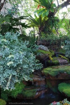 Woodlanders Blue Dusty Zenobia (Honeycup) - 3 Gallon Pot -Wilson Bros Gardens zenobia woodlanders blue 25